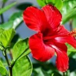 গল্পঃ ৰক্ত জবাৰ অঞ্জলি