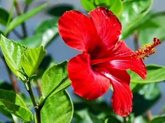গল্পঃ ৰক্ত জবাৰ অঞ্জলি