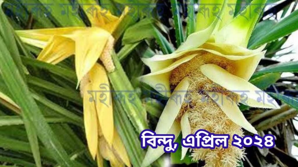 কেতেকী ফুল